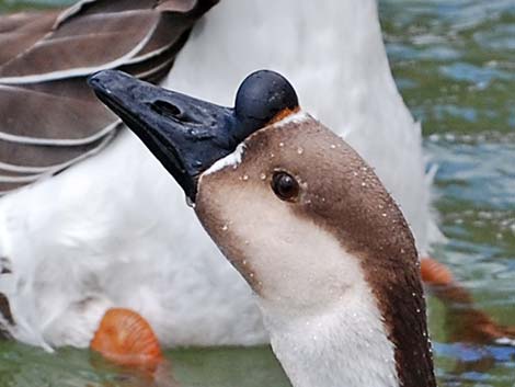 Chinese Goose (Anser cygnoides)