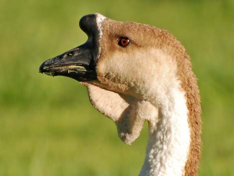 Chinese Goose (Anser cygnoides)