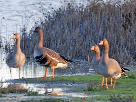 Greater White-fronted Goose (Anser albifrons)