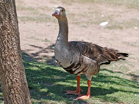 Greater White-fronted Goose (Anser albifrons)