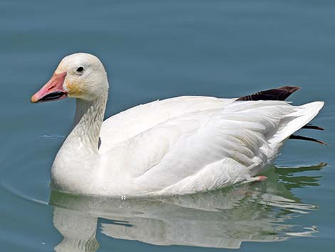 Snow Goose (Chen caerulescens)