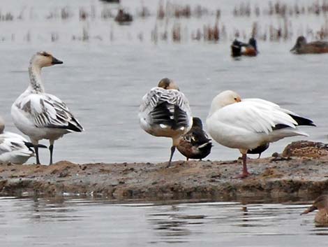 Snow Goose (Chen caerulescens)