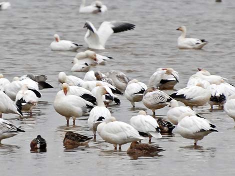 Snow Goose (Chen caerulescens)