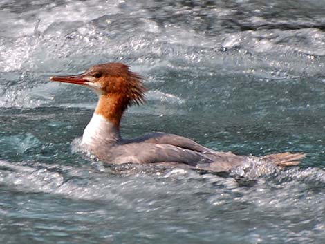 Common Merganser (Mergus merganser)