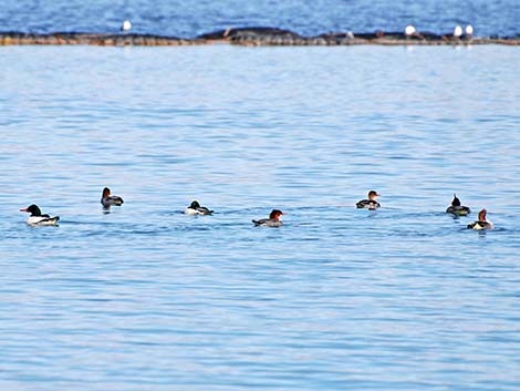 Common Merganser (Mergus merganser)