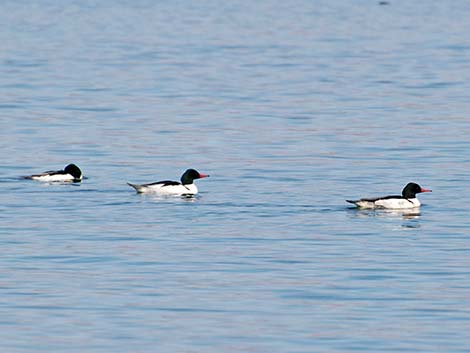 Common Merganser (Mergus merganser)