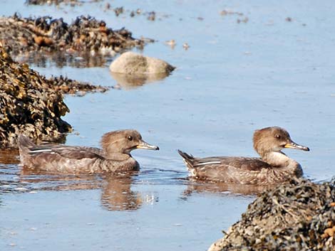 Hooded Merganser (Lophodytes cucullatus)