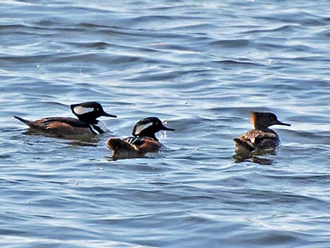 Hooded Merganser (Lophodytes cucullatus)