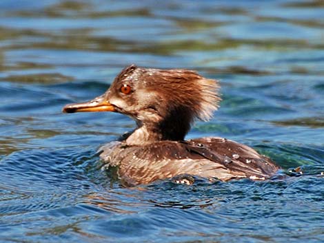 Hooded Merganser (Lophodytes cucullatus)