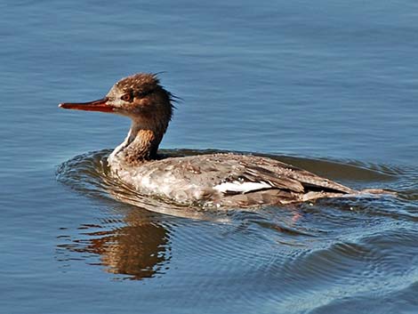 Red-breasted Merganser (Mergus serrator)