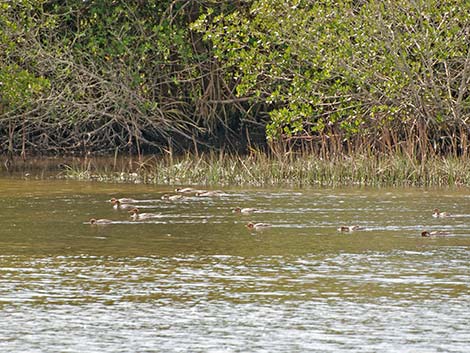 Red-breasted Merganser (Mergus serrator)