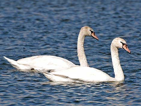 Mute Swan (Cygnus olor)