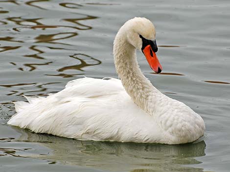 Mute Swan (Cygnus olor)