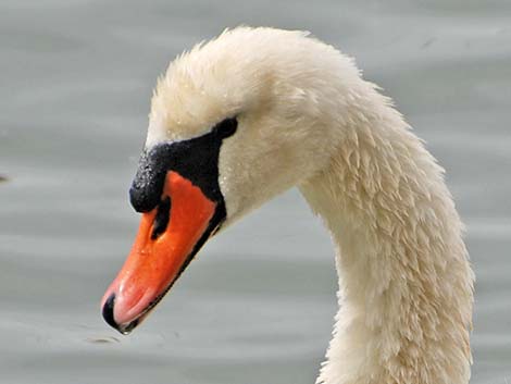 Mute Swan (Cygnus olor)