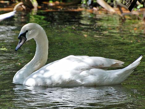 Mute Swan (Cygnus olor)