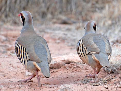 Chukar (Alectoris chukar)