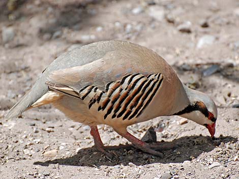 Chukar (Alectoris chukar)