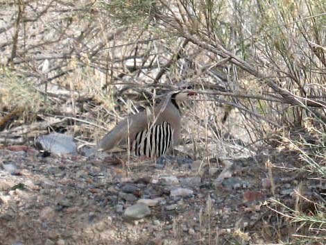 Chukar (Alectoris chukar)