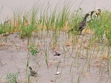 Dusky Grouse (Dendragapus obscurus)