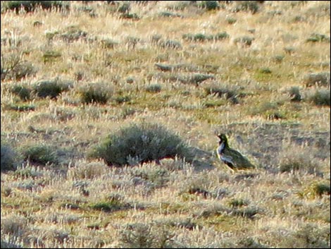 Gunnison Sage-Grouse (Centrocercus minimus)