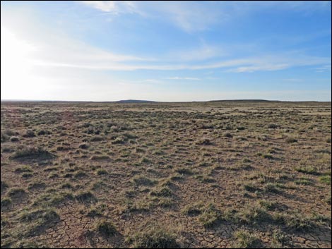 Gunnison Sage-Grouse (Centrocercus minimus)