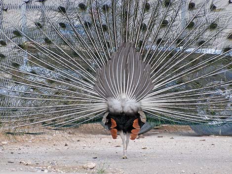 Indian Peafowl (Pavo cristatus)