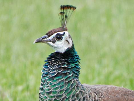 Indian Peafowl (Pavo cristatus)