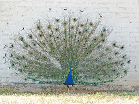 Indian Peafowl (Pavo cristatus)