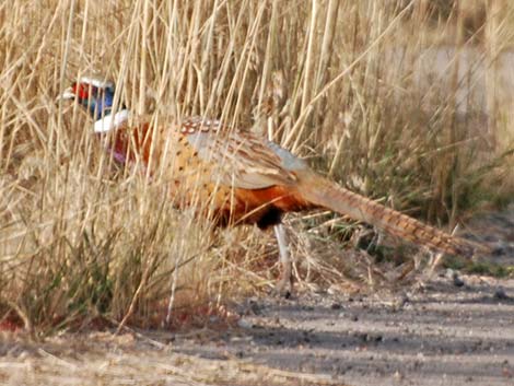 Ring-necked Pheasant (Phasianus colchicus)