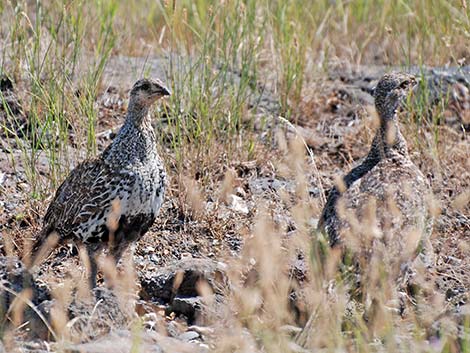 Greater Sage-Grouse (Centrocercus urophasianus)