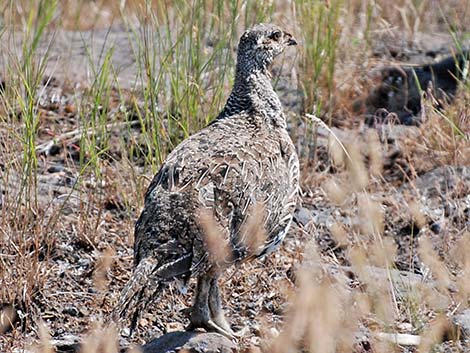 Greater Sage-Grouse (Centrocercus urophasianus)