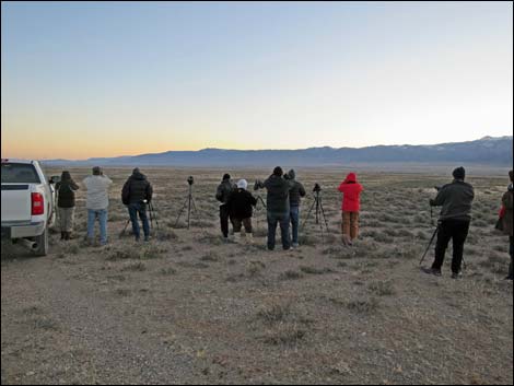 Greater Sage-Grouse (Centrocercus urophasianus)