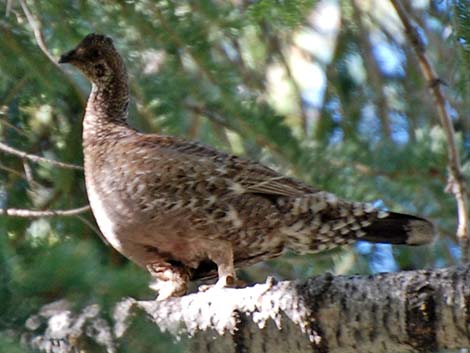 Sooty Grouse (Dendragapus fuliginosus)