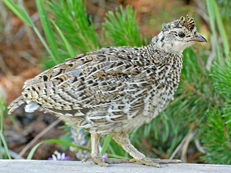 Sooty Grouse (Dendragapus fuliginosus)