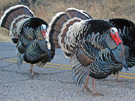 Wild Turkey (Meleagris gallopavo)