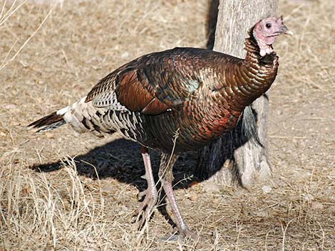 Wild Turkey (Meleagris gallopavo)