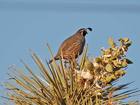 California Quail (Callipepla californica)