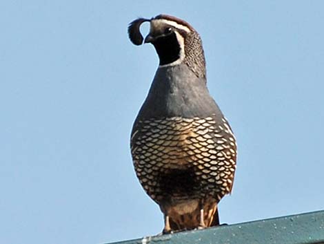 California Quail (Callipepla californica)