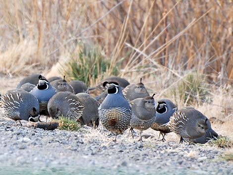 California Quail (Callipepla californica)