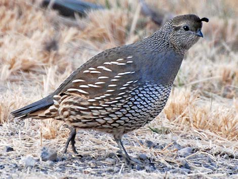 California Quail (Callipepla californica)