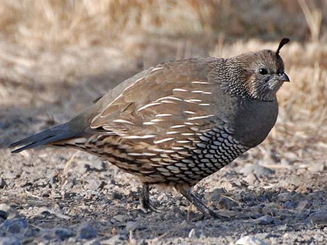 California Quail (Callipepla californica)