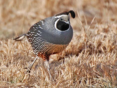 California Quail (Callipepla californica)