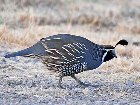 California Quail (Callipepla californica)