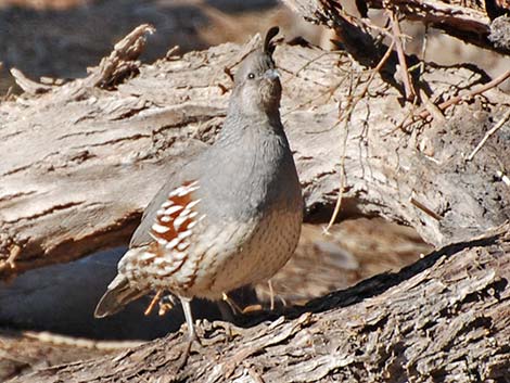 Gambel's Quail (Callipepla gambelii)