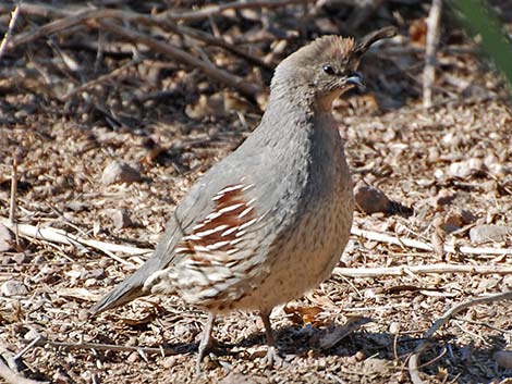 Gambel's Quail (Callipepla gambelii)