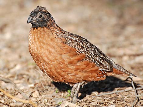 Masked Bobwhite (Colinus virginianus ridgwayi)