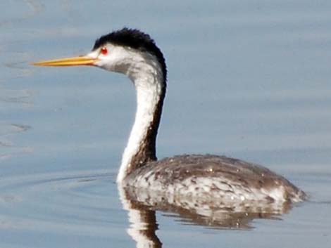 Clark's Grebe (Aechmophorus clarkii)