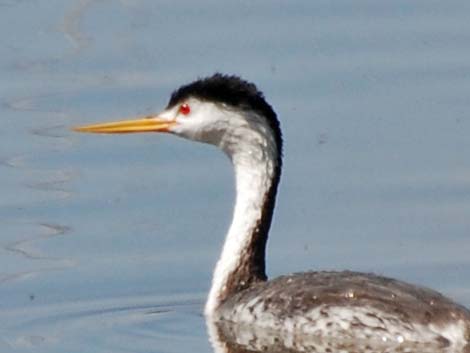 Clark's Grebe (Aechmophorus clarkii)