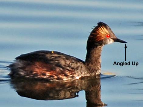 Eared Grebe (Podiceps nigricollis)