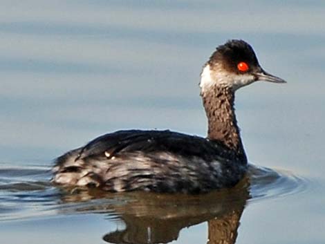 Eared Grebe (Podiceps nigricollis)